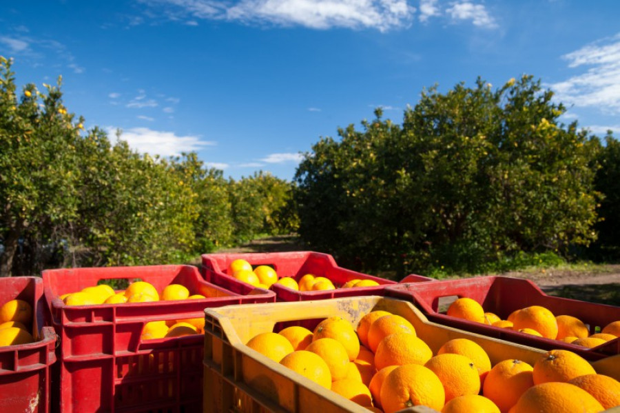 Cajas frutas123rf1 17813