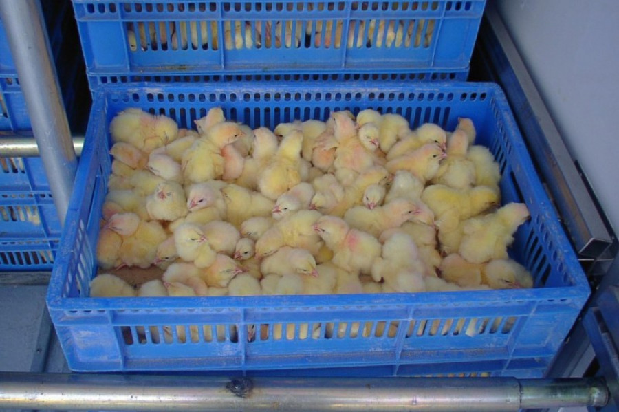 Transporte de animales 16043