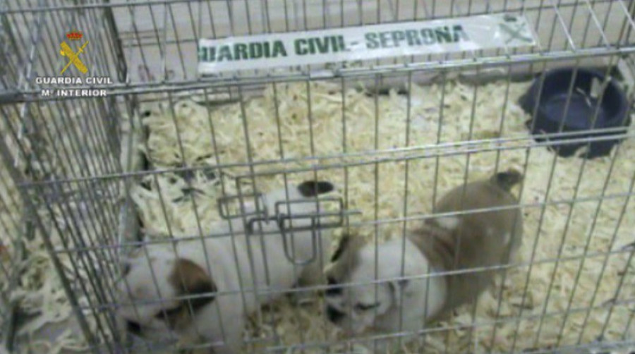Seprona cachorros 12826