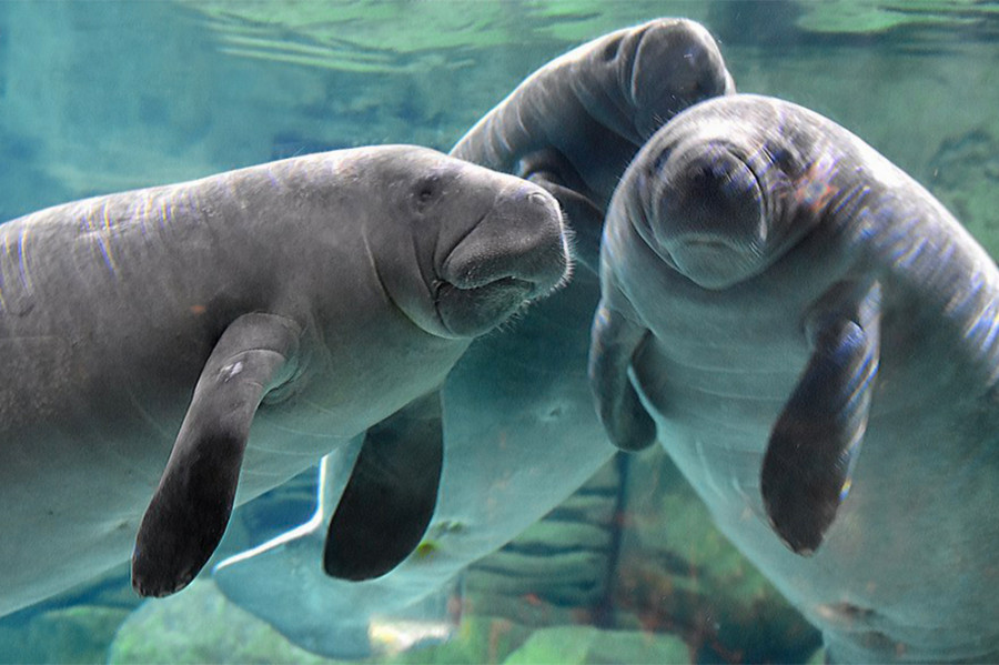 Dhl [Manatees Soleil, Calliope, and Piccolina (Photo Kathy Newton) Foto